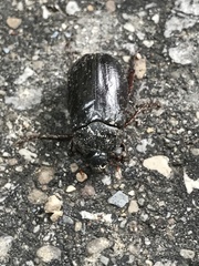 Osmoderma eremicola