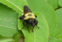 Laphria thoracica