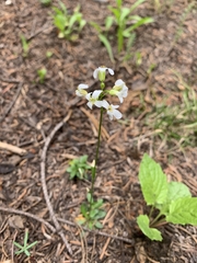 Arabis furcata