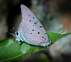 Pseudolycaena