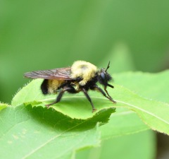 Laphria thoracica