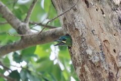Psilopogon australis