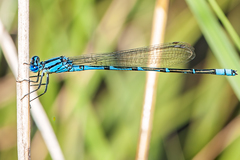 Caliagrion billinghursti