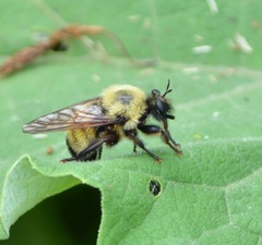 Laphria thoracica