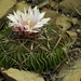 Echinofossulocactus multicostatus - Photo 由 Ad Konings 所上傳的 (c) Ad Konings，保留部份權利CC BY-NC