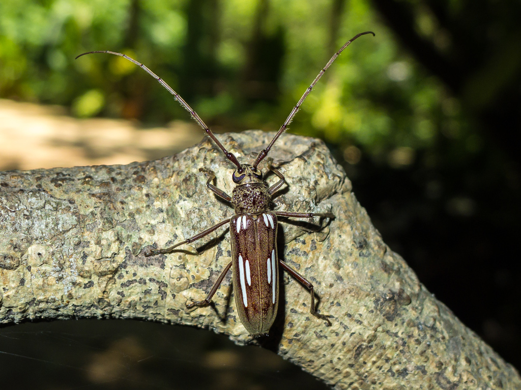 Susuacanga hatsueae