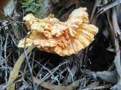 Laetiporus
