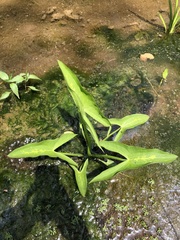 Sagittaria australis