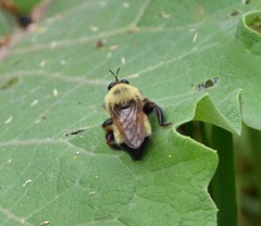 Laphria thoracica