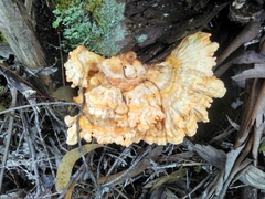 Laetiporus