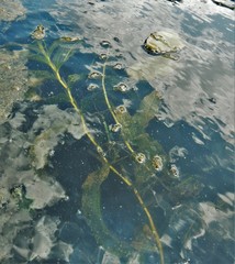 Potamogeton praelongus