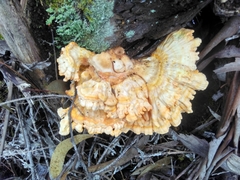 Laetiporus
