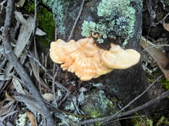 Laetiporus