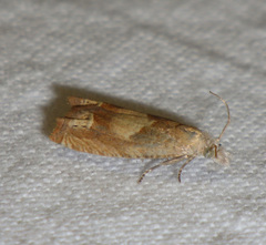 Eucosma conterminana
