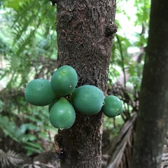 Davidsonia jerseyana