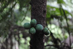 Davidsonia jerseyana