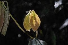 Neolitsea dealbata