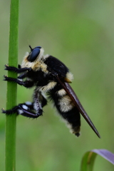 Mallophora bomboides