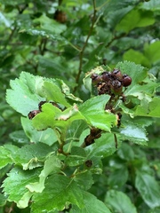 Crataegus gaylussacia