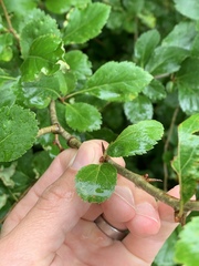 Crataegus gaylussacia