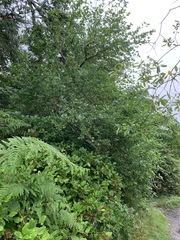 Crataegus gaylussacia