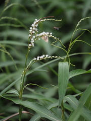 Persicaria japonica
