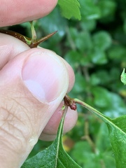 Crataegus gaylussacia