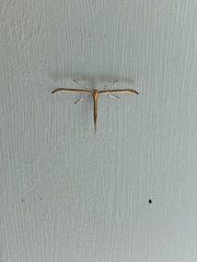 Stenoptilia