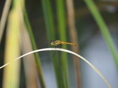 Sympetrum kunckeli
