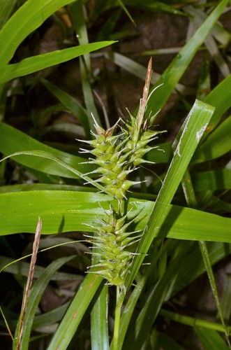 Carex gigantea Rudge