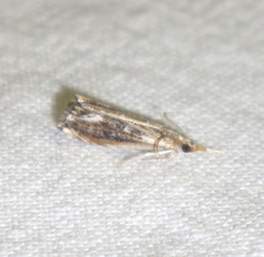 Catoptria verellus