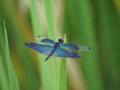Rhyothemis fuliginosa