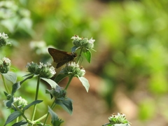 Atalopedes campestris