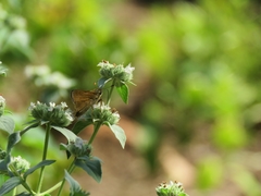 Atalopedes campestris