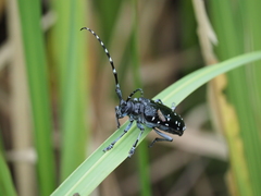Anoplophora chinensis