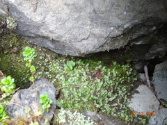 Trichodon cylindricus