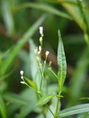 Persicaria praetermissa