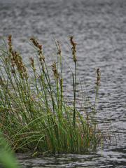 Cladium mariscus mariscus