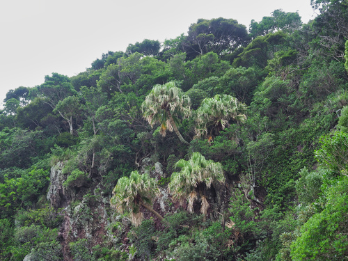 Livistona chinensis