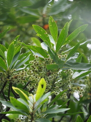 Elaeocarpus zollingeri