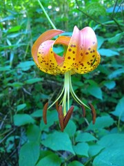 Lilium superbum
