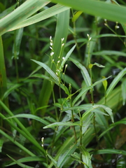 Persicaria praetermissa