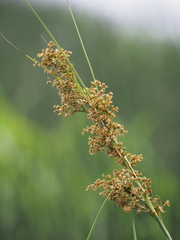 Cladium mariscus mariscus