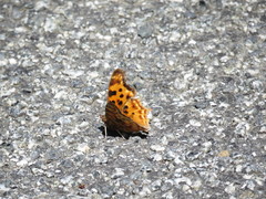 Polygonia satyrus satyrus