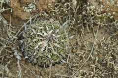 Echinofossulocactus phyllacanthus