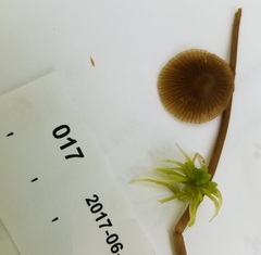 Galerina tibiicystis