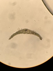 Trichodon cylindricus