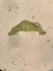 Trichodon cylindricus