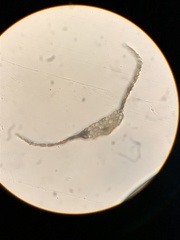 Trichodon cylindricus