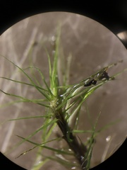 Trichodon cylindricus